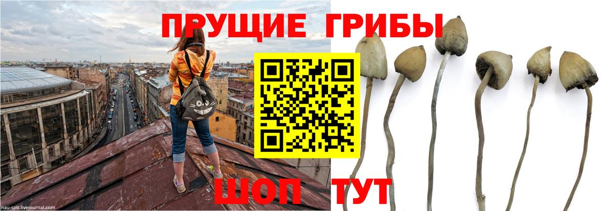 Псилоцибиновые грибы GOLDEN TEACHER Азнакаево